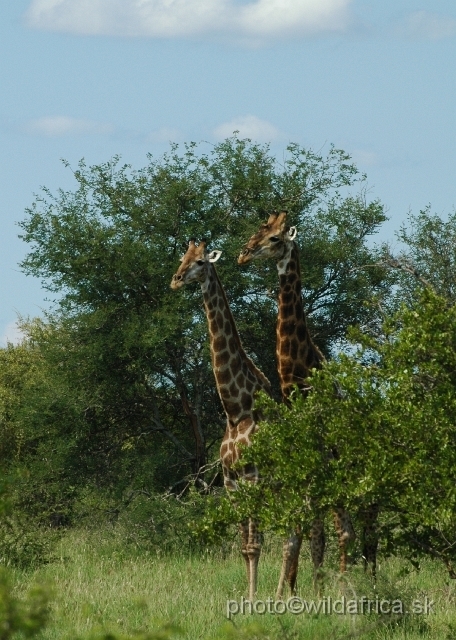 puku rsa 259.jpg - Southern or Cape Gifaffe (Giraffa camelopardalis giraffa)
